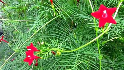 Ipomoea quamoclit